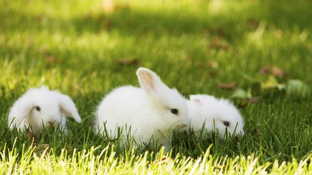 运势|心理测验：兔子直觉6选1，最易心想事成的强运期在何时？
