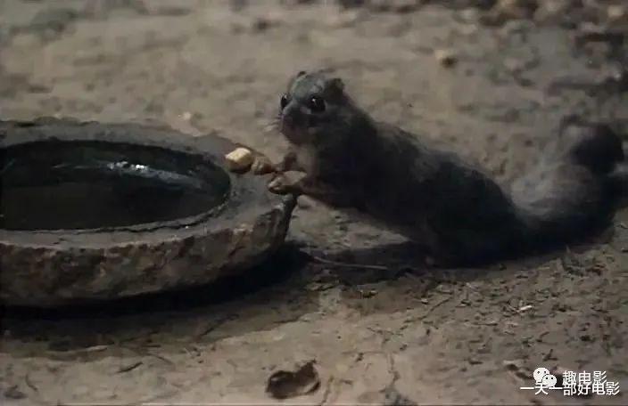 林志玲|大胆、开放、敢拍，国产禁忌电影《野山》