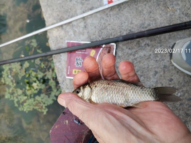 饵料|【钓鱼之家虾粉】放开70天第一钓，虾粉助我过足了瘾！