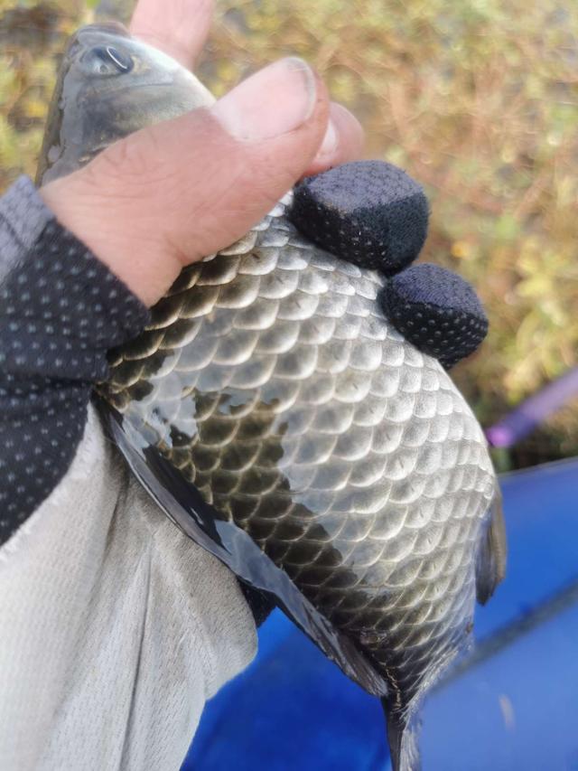 灵敏度|冬季传统钓打窝之后你要做的几件事。