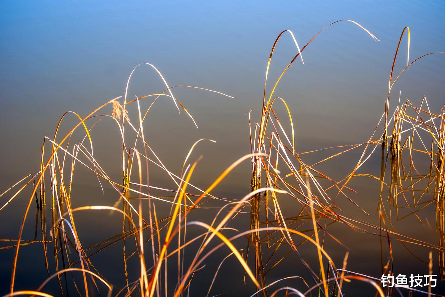 冬天鲫鱼喜欢藏身的4种水草区，大板鲫很多