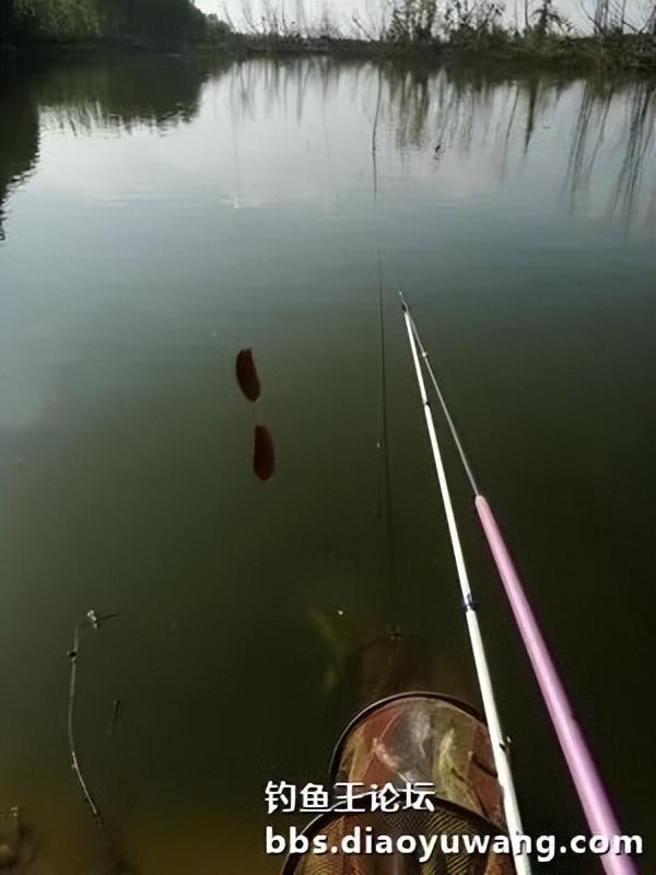 五龙河畔钓休闲,鲫鲤鲢鳙出水面