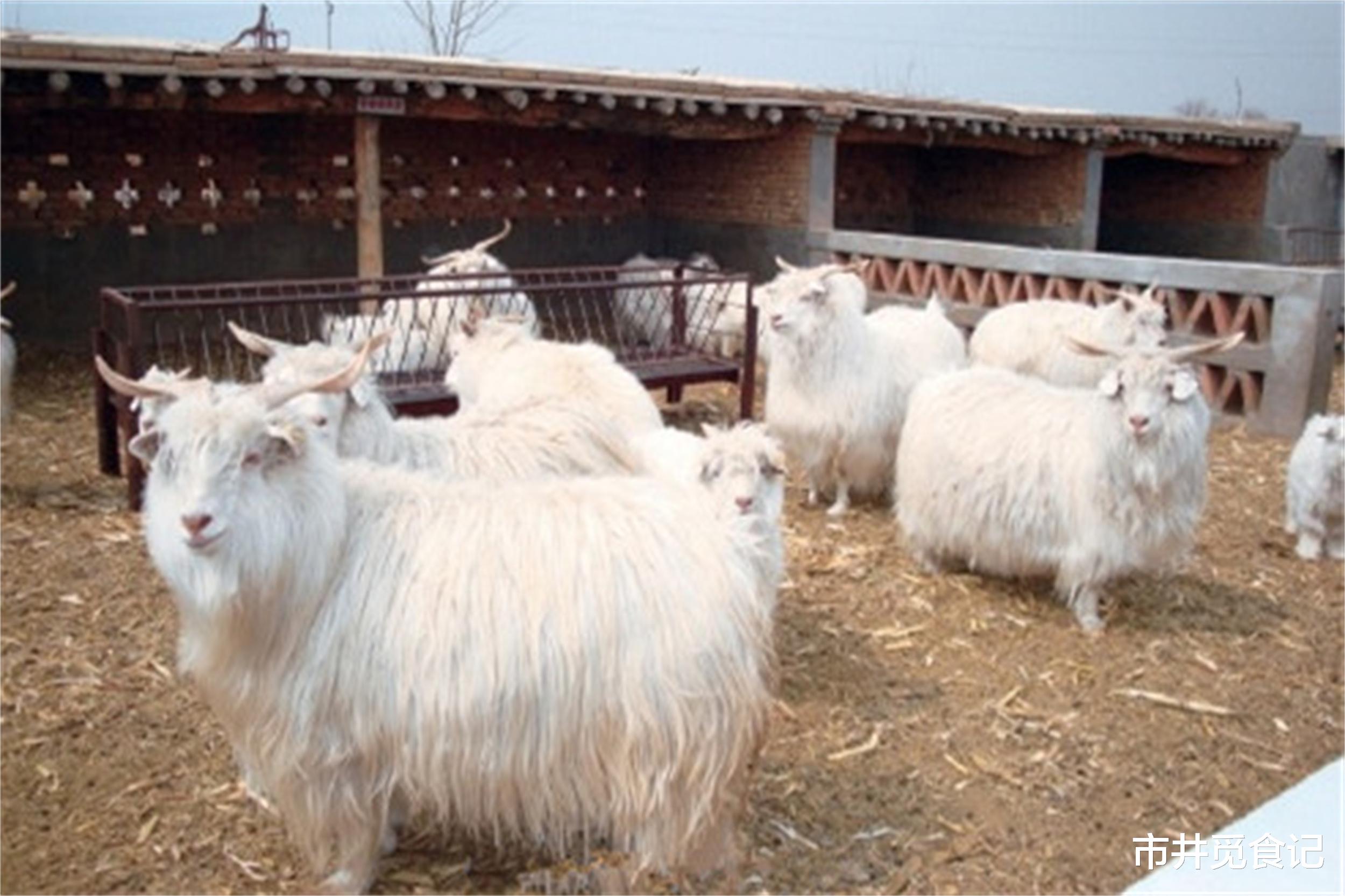 羊肉|中国羊肉排行榜,北方8种,南方2种,都是鲜嫩不膻的好羊肉