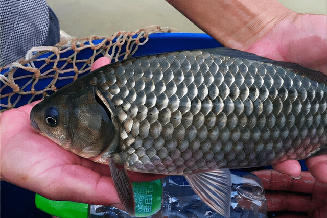 牛肉丸|买鲫鱼，要分清“土鲫”和“工程鲫”，差别挺大，买错难吃不鲜美