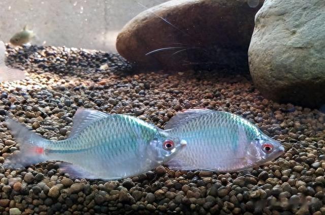 日本天皇|曾多到没人吃的4种小鱼，如今身价翻倍，成日本天皇的心头好？