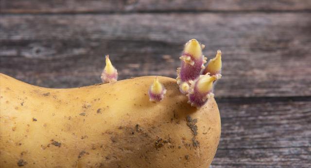 穴位|食物发芽后有毒不能吃?医生:有的吃了会中毒,有的营养价值翻倍