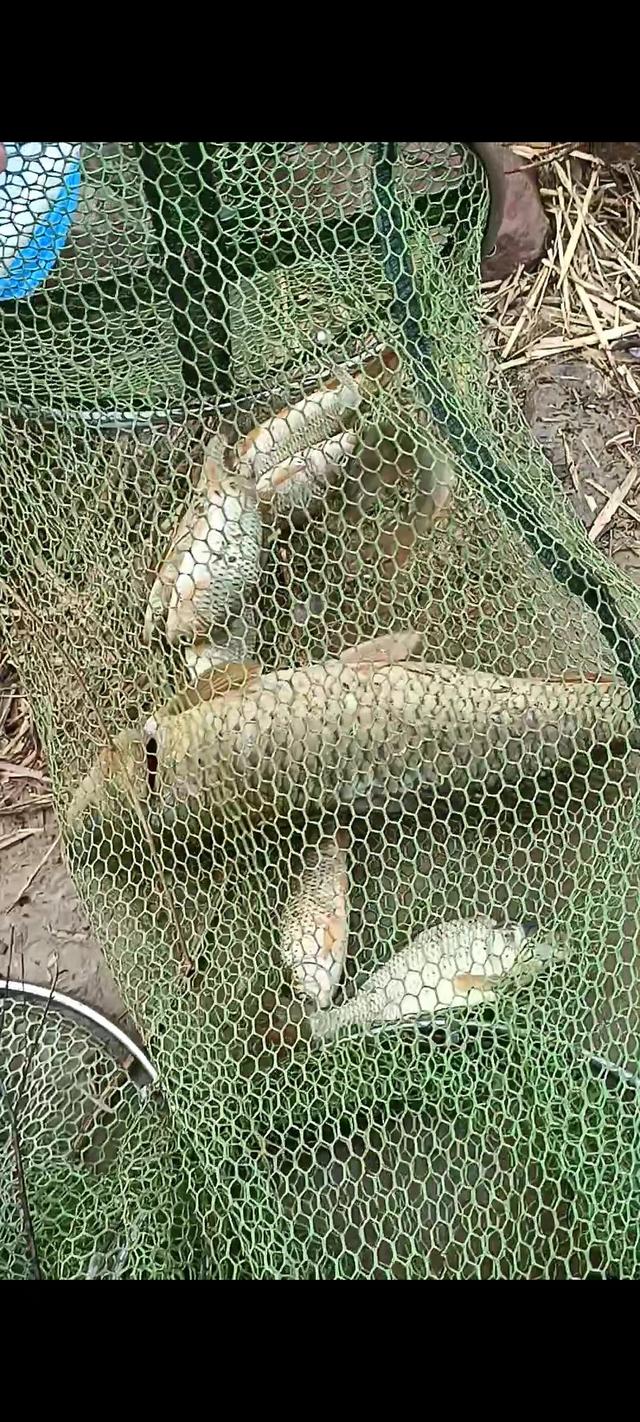 |关于黄河野钓,钓友们常见疑问解惑