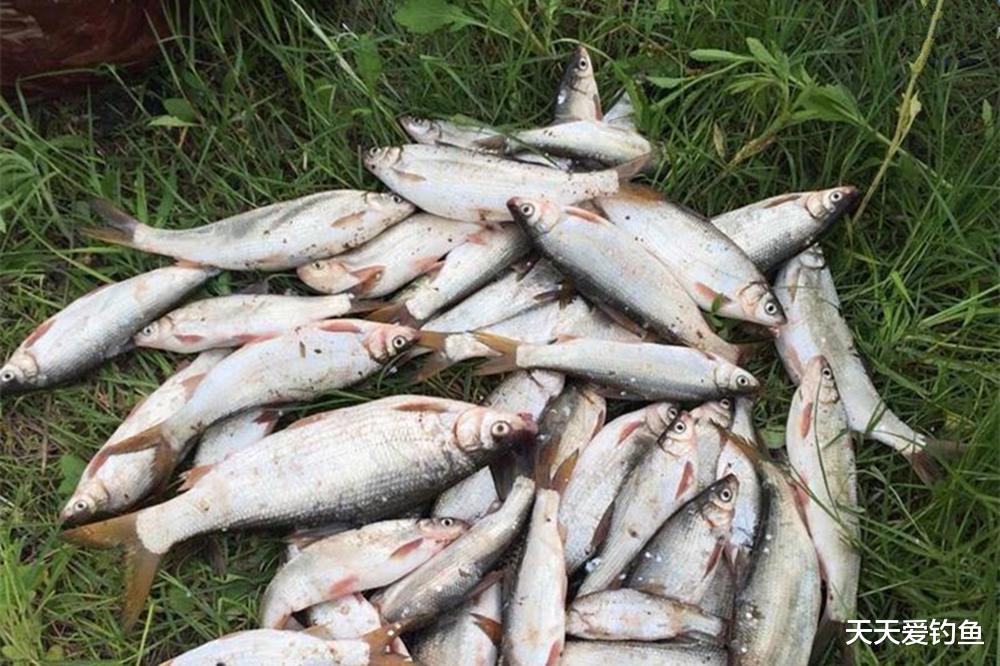 水库野钓黄骨鱼，4个攻略助你连竿上鱼，想不爆护都难