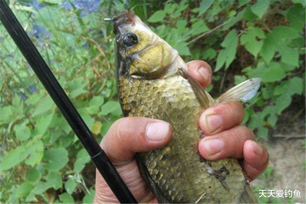 蜈蚣漂的搭配和调漂技巧，自然水域野钓鲫鱼，这种钓法排第一
