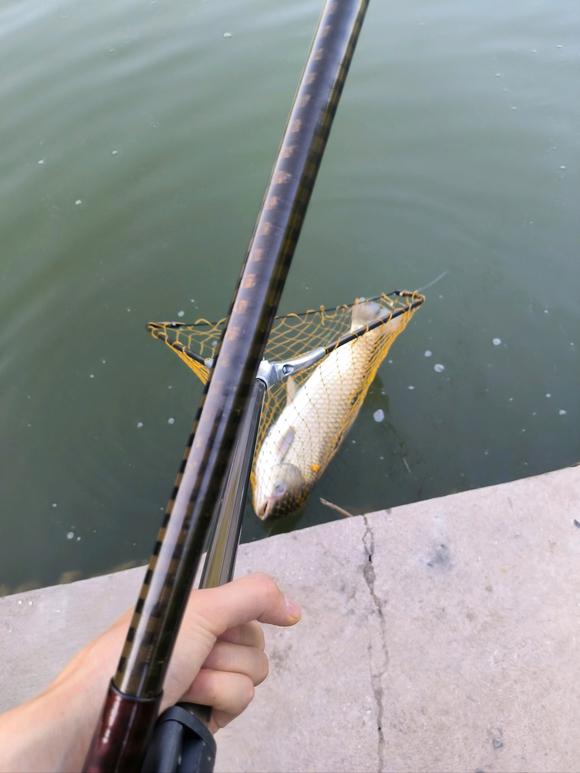 钓鱼|捞鱼！北京钓友河道钓鱼，河鱼忽然浮头，网友：这鱼你也敢吃？