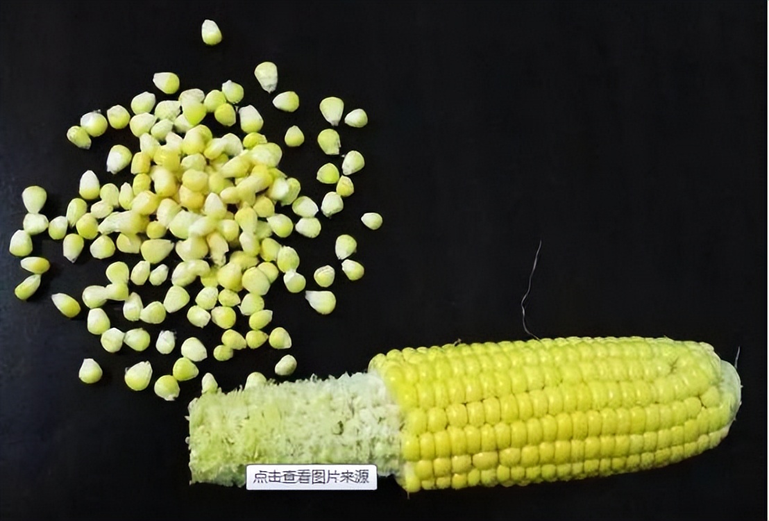 海钓|想轻松钓中大鱼?用好这4个玉米钓鱼实用技巧,连杆都有可能