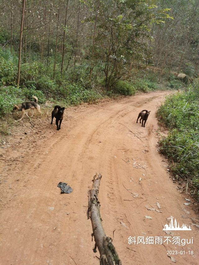 |意外中的意外,耐心作钓终爆护!