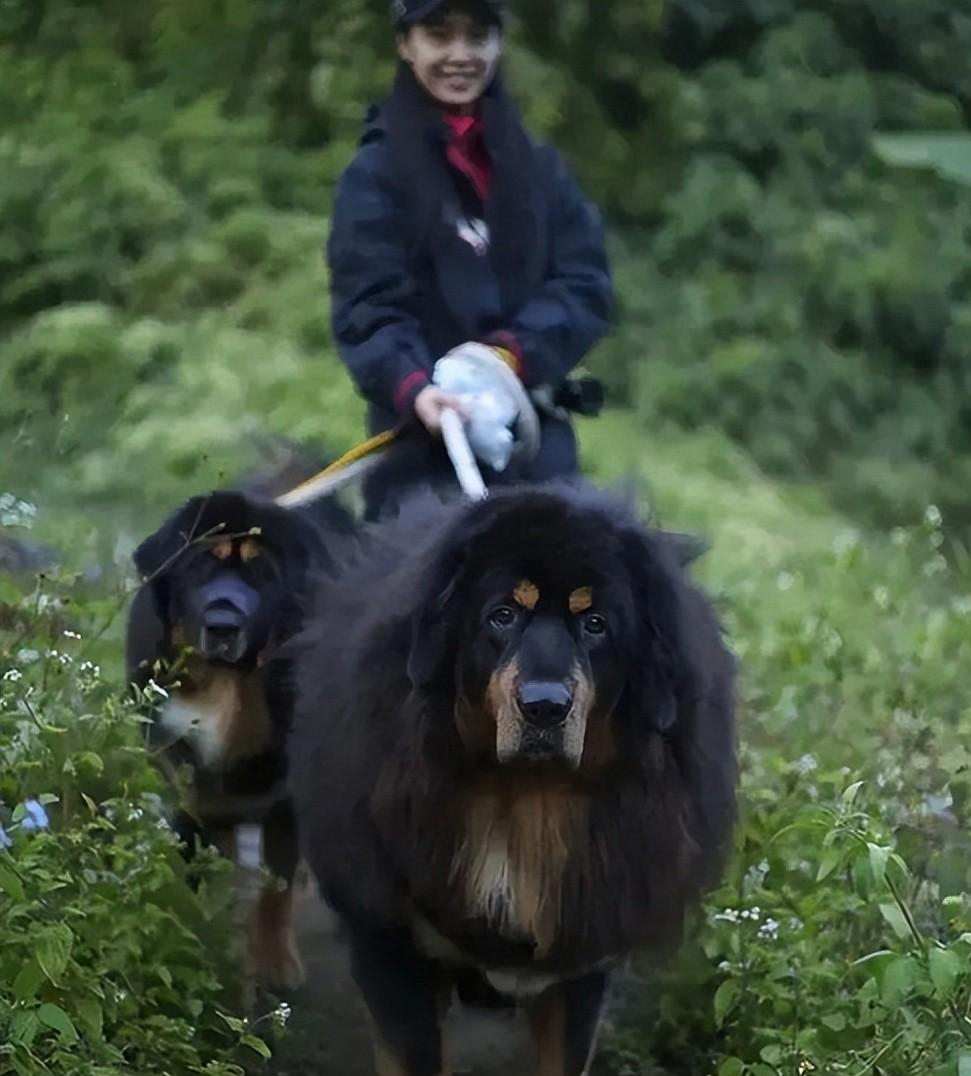 朱茵|回顾52岁朱茵现状：住深山破屋，开97年烂车，却让千万人羡慕不已