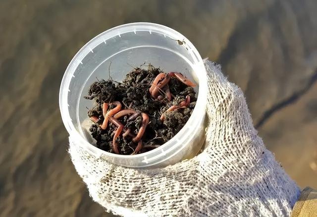 鲫鱼|用蚯蚓钓鱼的技巧和方法,学会这5点,一般钓鱼不会走空