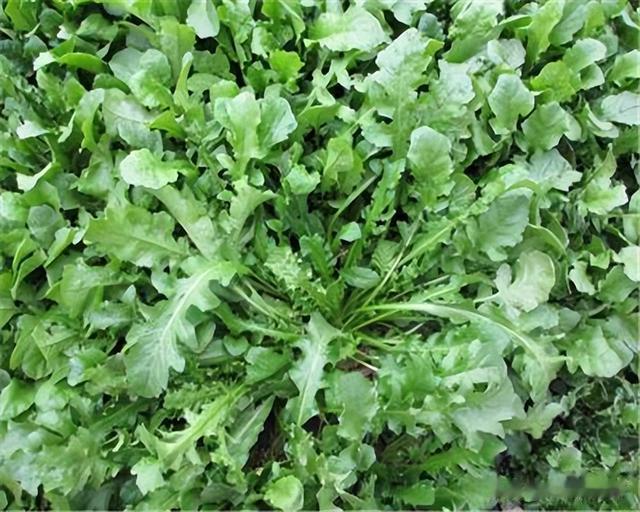 牛都不吃的农村野草，为何古人视若珍宝，还称呼它为“金不换”？