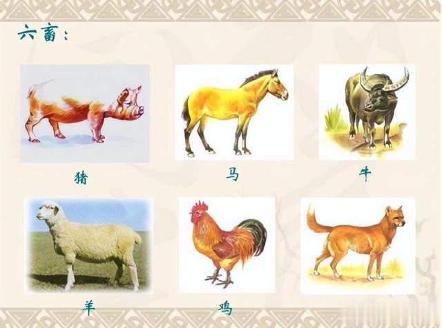 马肉|马肉鲜美,全球每年有470万匹马被屠宰,国人为什么很少吃马肉?