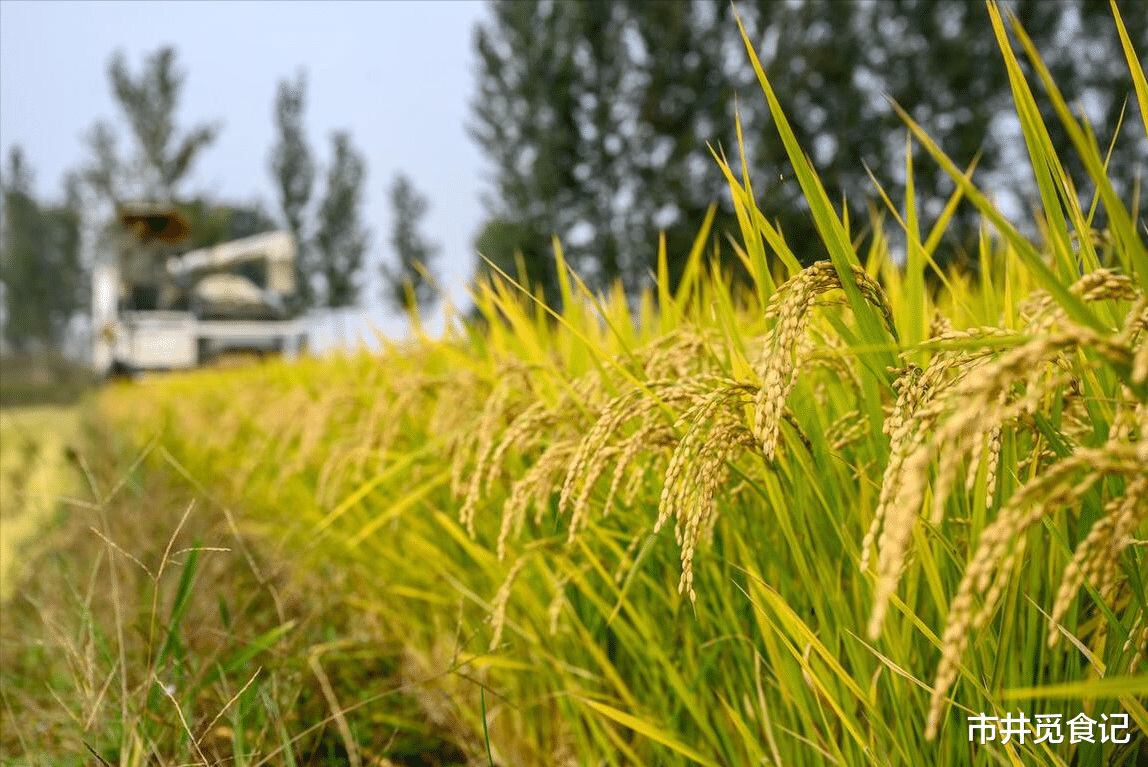 面条|中国优质大米口感天梯图，从北到南15种，品质和味道都没得挑剔