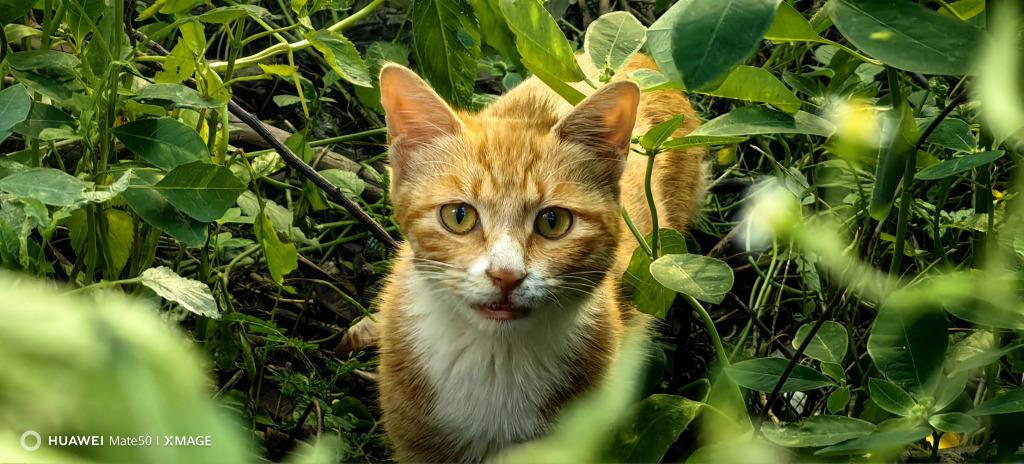 学生党|适合学生党的平价机型，大内存+拍照好这三款都合适