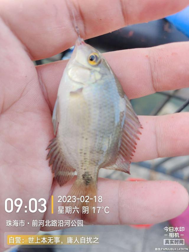 饵料|天暖花开鱼儿悦,细线小钩鱼抽不断