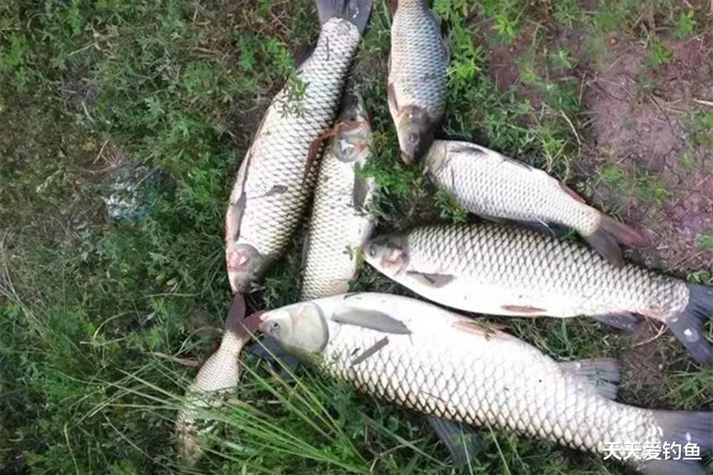 鱼钩|图解浮钓草鱼，每种钓法都优秀，钓大草鱼没难度