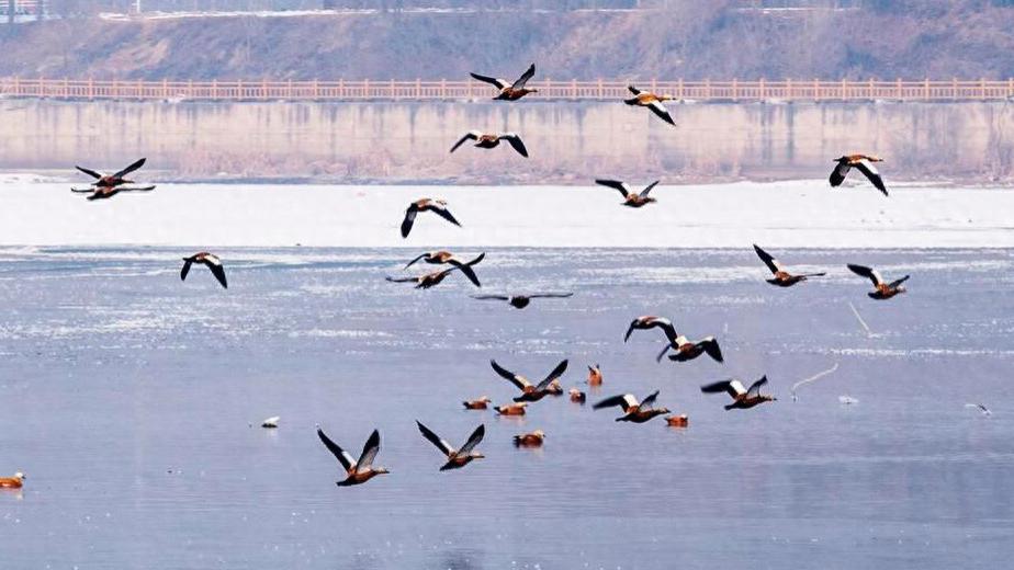 |1月9日交三九，俗语“日出三九头，来年起坟头”啥意思？有啥预兆