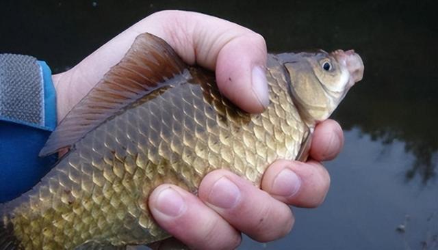 饵料|早春作钓,选钓点基础技巧