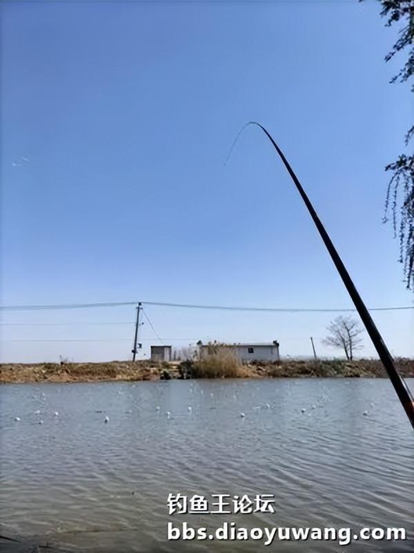 |珍珠塘喜获黄金鲫