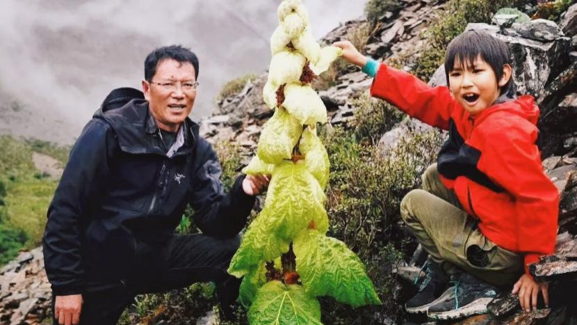 西藏|川藏线的“大白菜”，为何没人敢摘？导游：摘了可能就“走不了”
