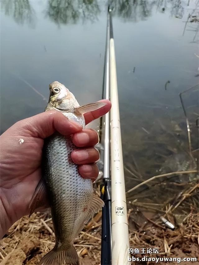 饵料|白刺出击完美爆护