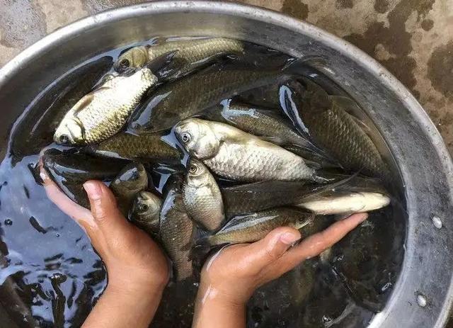 |老钓鱼人说的“老三样”，野钓真的好用吗？