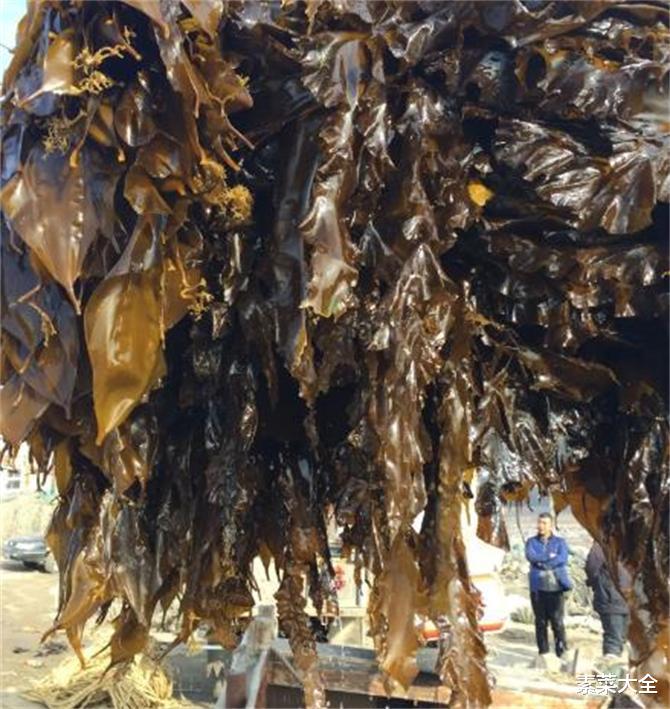 海帶|海帶哪里的產(chǎn)地最好？海帶有保質(zhì)期嗎？最長(zhǎng)可放多長(zhǎng)時(shí)間？