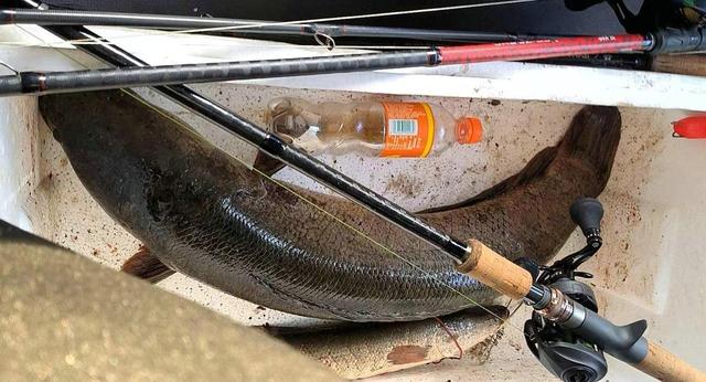 |像蟒蛇？男子钓获大黑鱼，体型粗壮、1米长，网友：送我也不敢吃