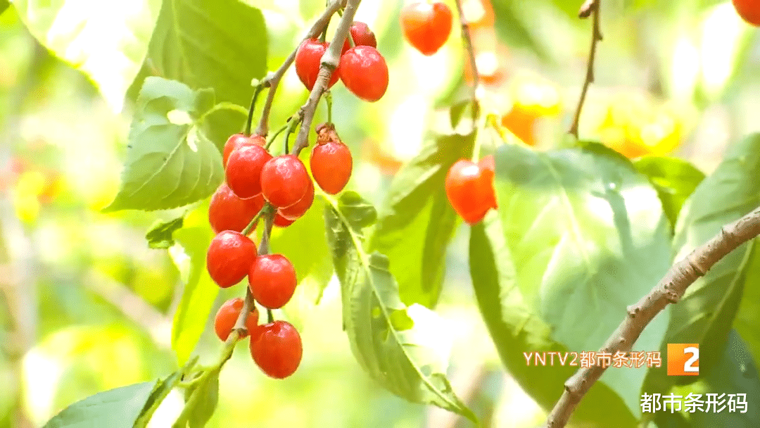 翡翠|好甜!“红玛瑙”上市啦!