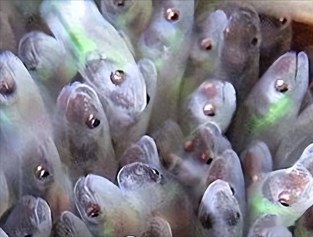 鳗鱼|曾经是猪饲料,现在却被卖到1万一斤,被誉为“西班牙国菜”?