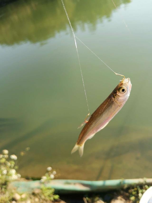 |兔年第一钓，收获不多，却也惬意！