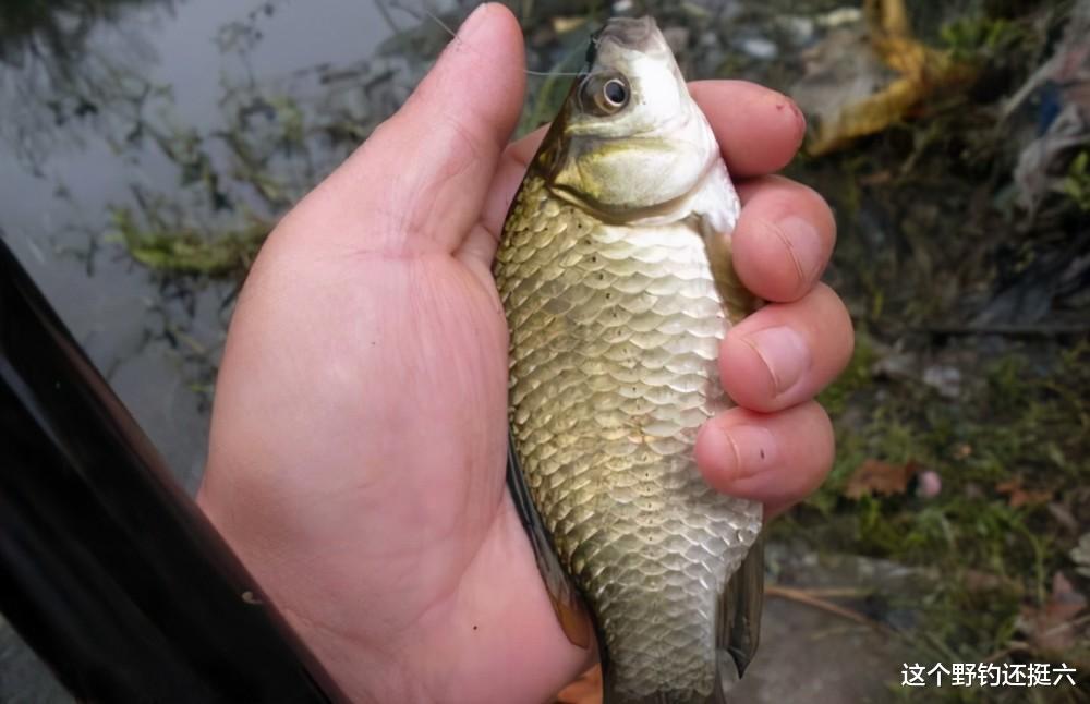 |钓点找不对黄金钓位也白搭！你对钓位了解吗？钓点直接和鱼获挂钩