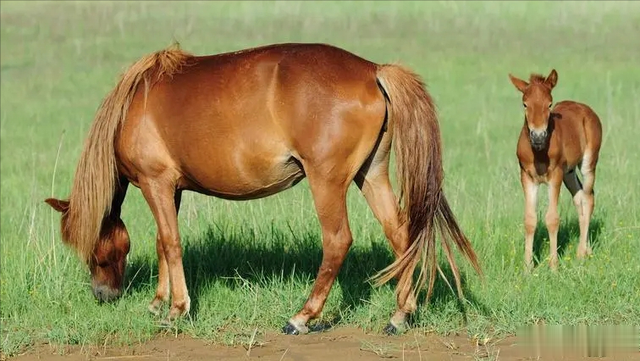 马肉|马肉鲜美,全球每年有470万匹马被屠宰,国人为什么很少吃马肉?