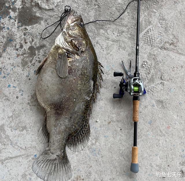 长江|长江禁渔后鱼类“膨胀”了?湖南男子钓获巨型鳜鱼,体长70公分