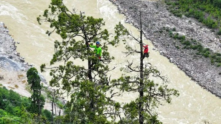 |西藏两棵百米级巨树被攀树吊尺测高，高度分别位列亚洲第一和第二