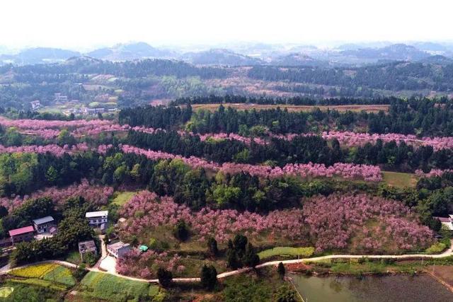 成都|成都，3000亩10万株樱花，进入今年盛花期