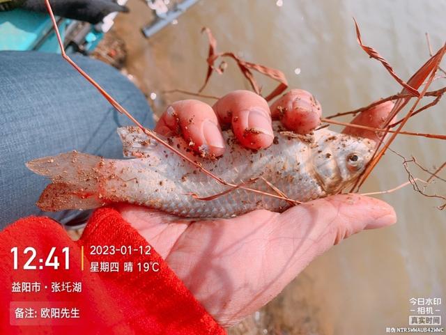 |新年第四钓,借势有成效