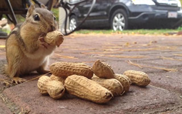 瓜子和花生，一个增肥，一个减肥，看你吃对了吗？看完后涨知识了