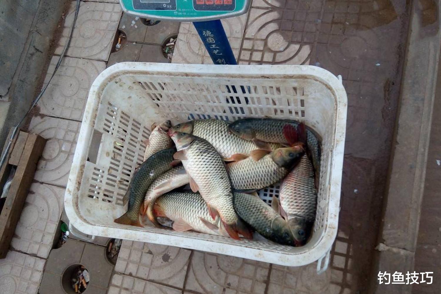 鲤鱼|钓黑坑鲤鱼的绝招,就是对补窝节奏的把控,钓黑坑鲤鱼的补窝节奏