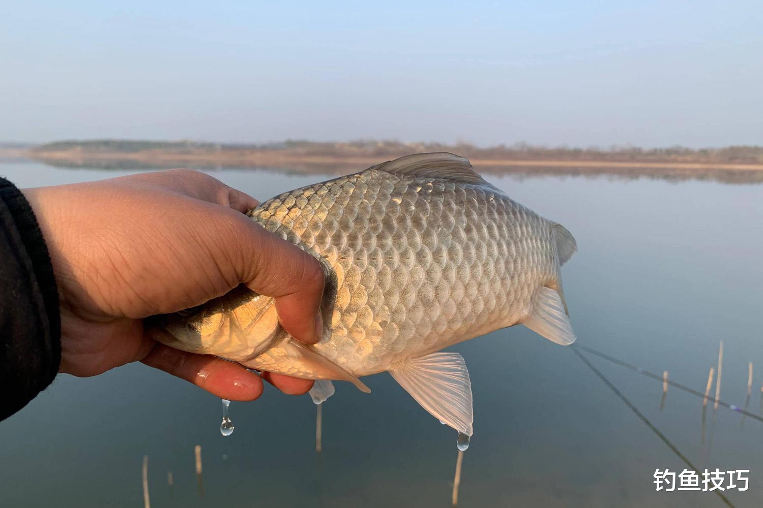 鲫鱼|春天钓鲫鱼用多粗的鱼线?春天钓鲫鱼的线组搭配标准
