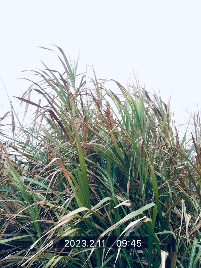 钓鱼|走在通往春天的路上，愿鲫鲤一路随行！