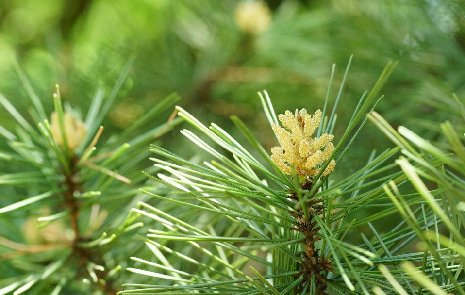 经常用“松针”泡水喝，6个好处或不请自来，但有5个禁忌要牢记