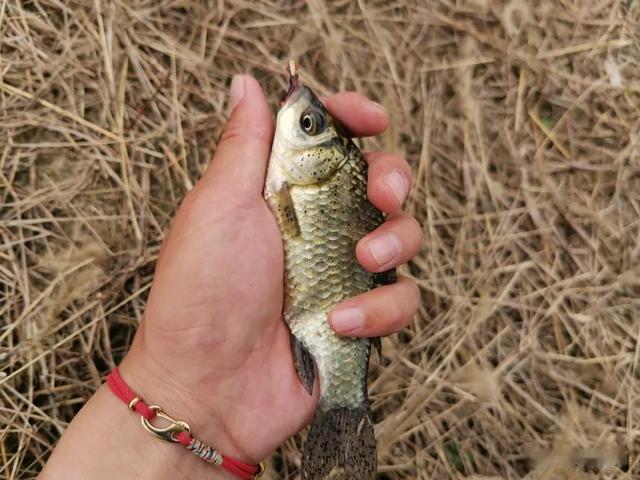 浮漂|“腥饵诱鱼快，香饵钓得大”，夏季野钓，该用什么香？