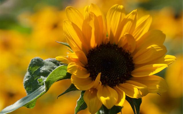 |具有天生领导范的星座，大局观很强