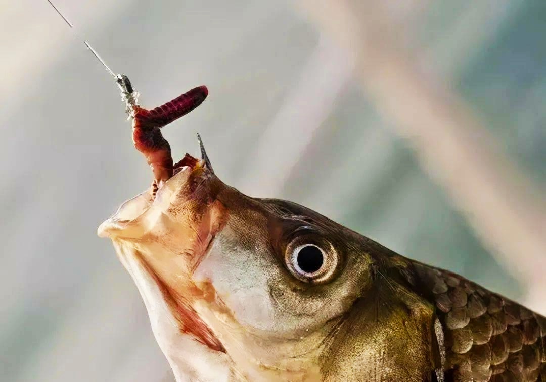 鲫鱼|挂钩蚯蚓钓鱼到底需不需要露钩尖？不用纠结了，一次说明白
