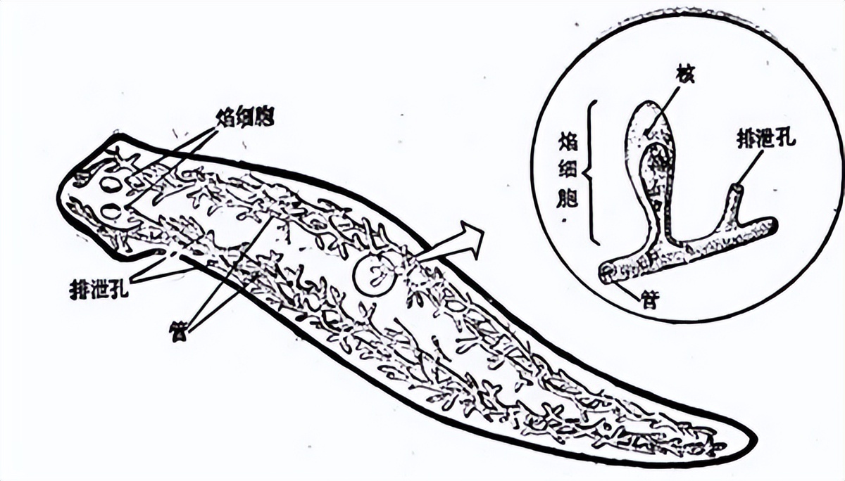 居民家中闯进奇怪生物,像蚯蚓又像蛇,头顶还长了一朵